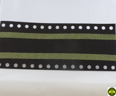 Green Lacewing eggs on card